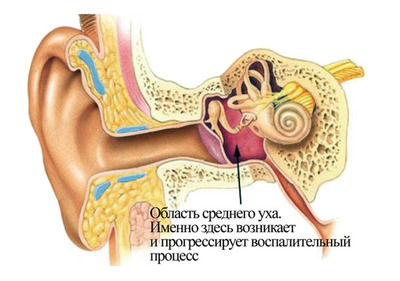 Схема уха